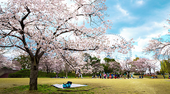Expo '70 Commemorative Park at spring in Osaka